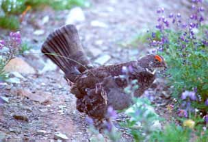 Blue Grouse